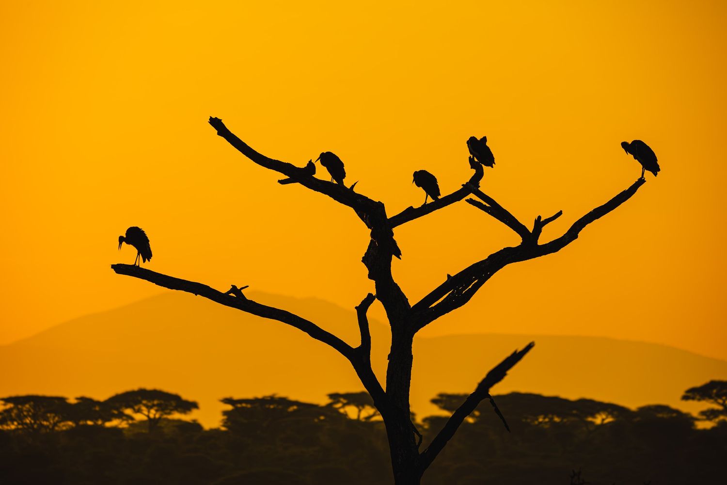 silhouette birds