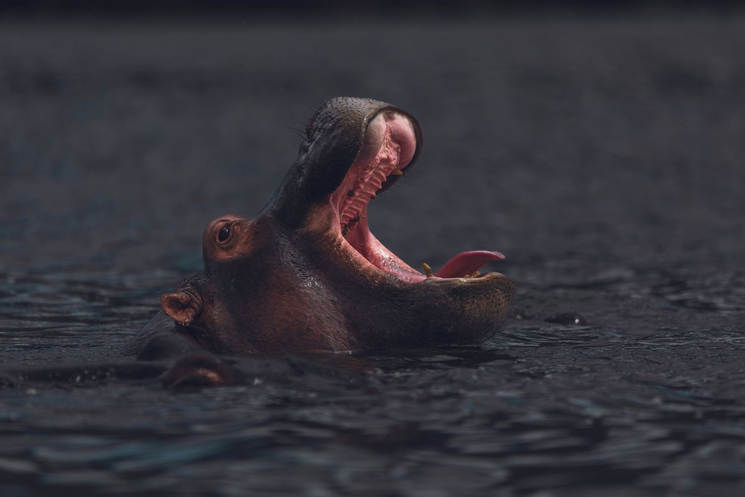 hippo