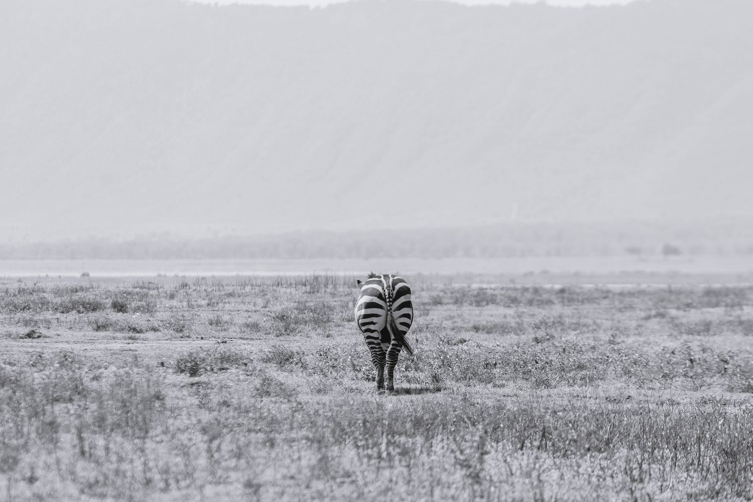 bw zebra