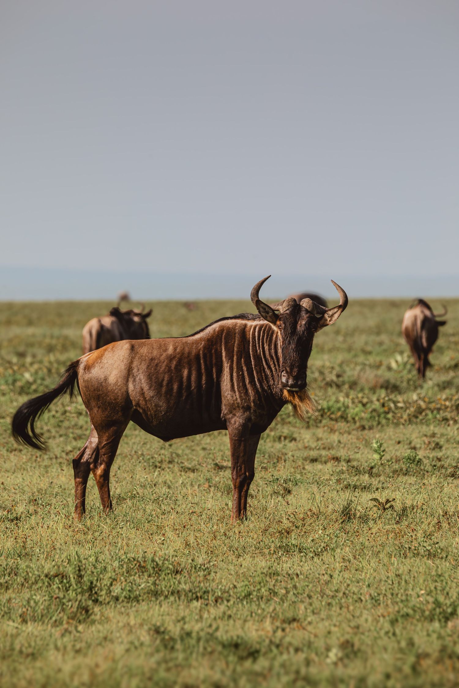 wildebeasts