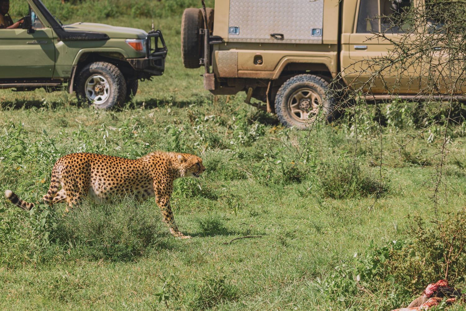 cheetah