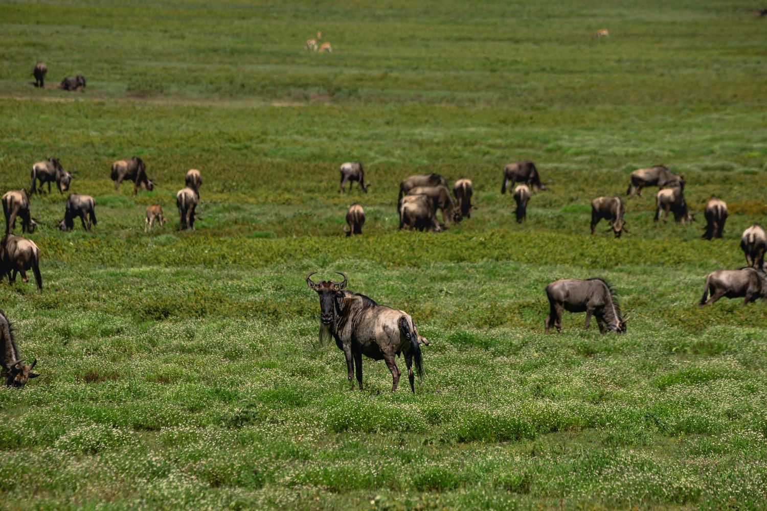 wildebeests