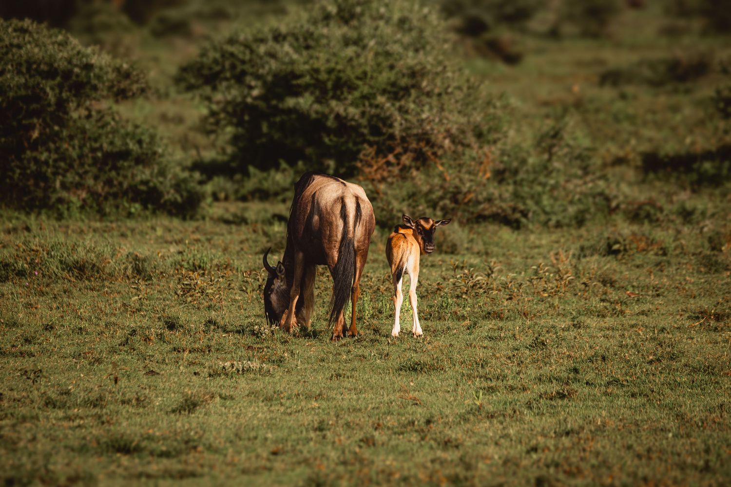 wildebeast