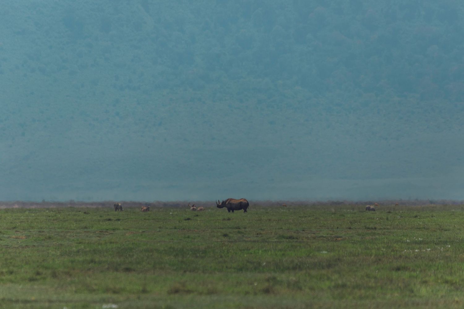 rhino