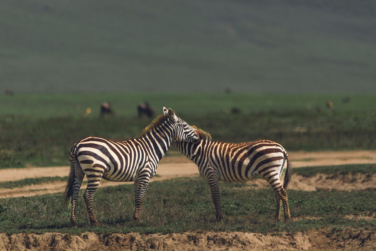 Ngorongoro zebras