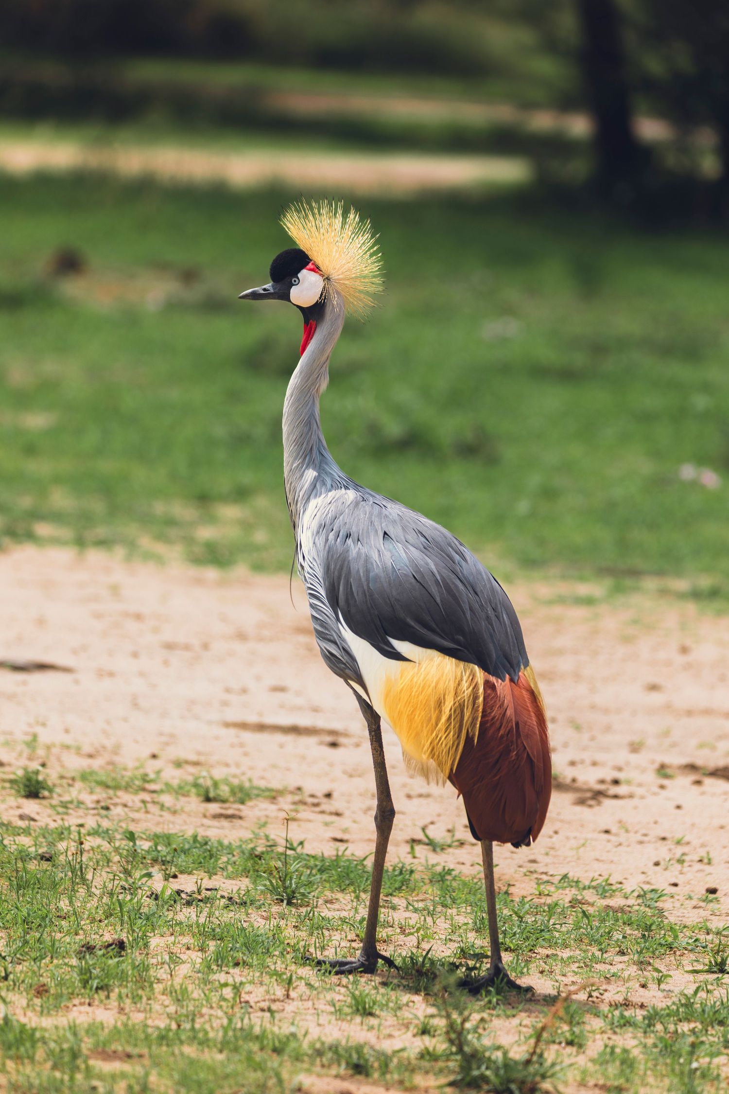 grey crowned crane