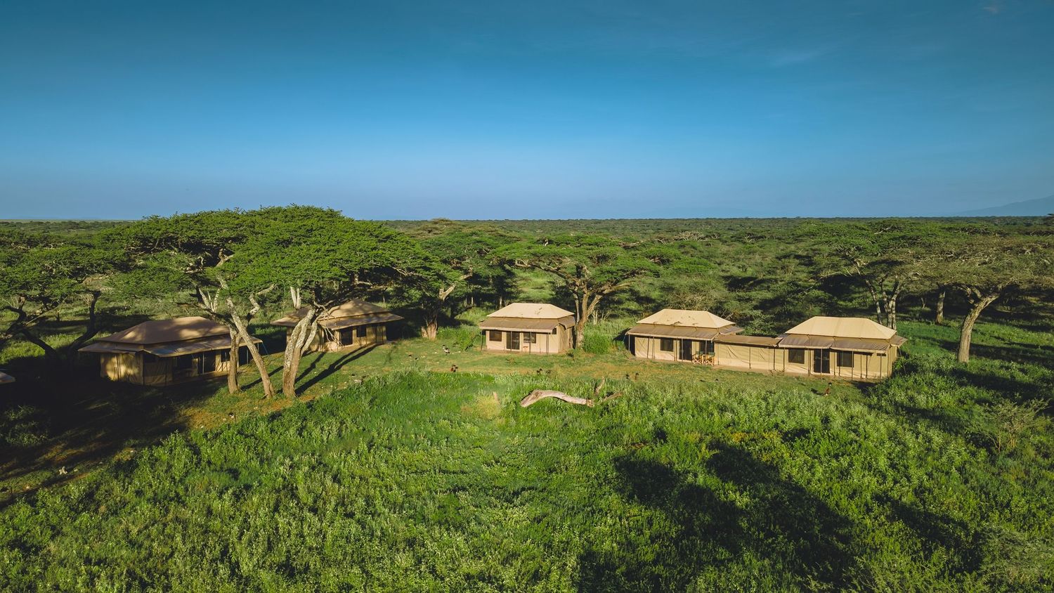 serengeti lodges