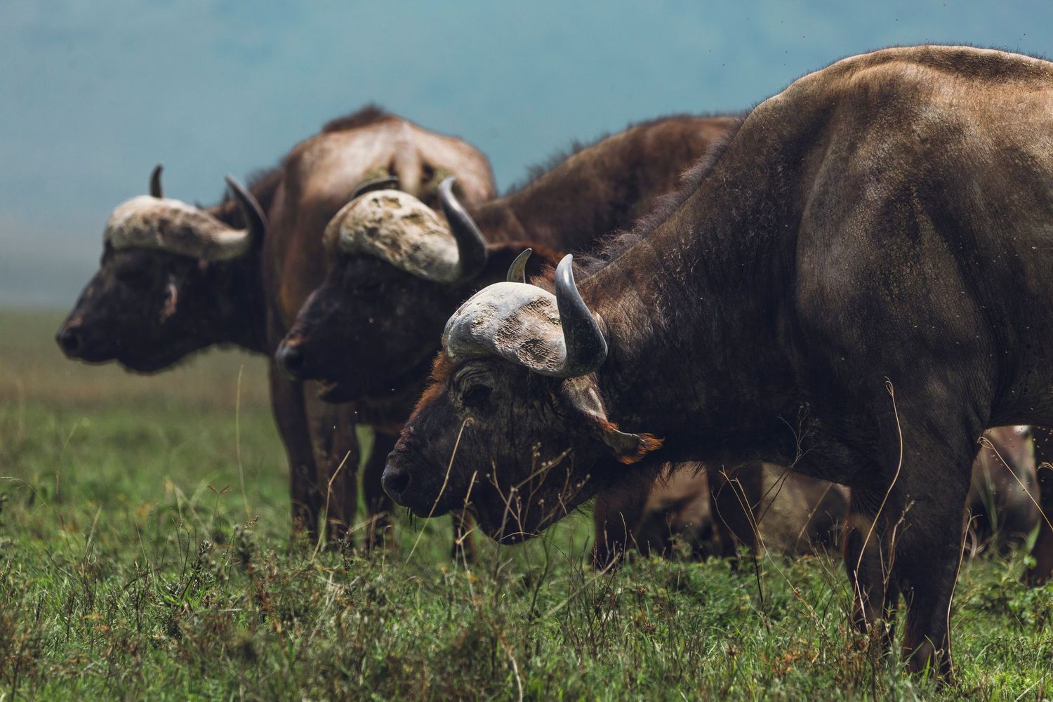 mighty buffalos