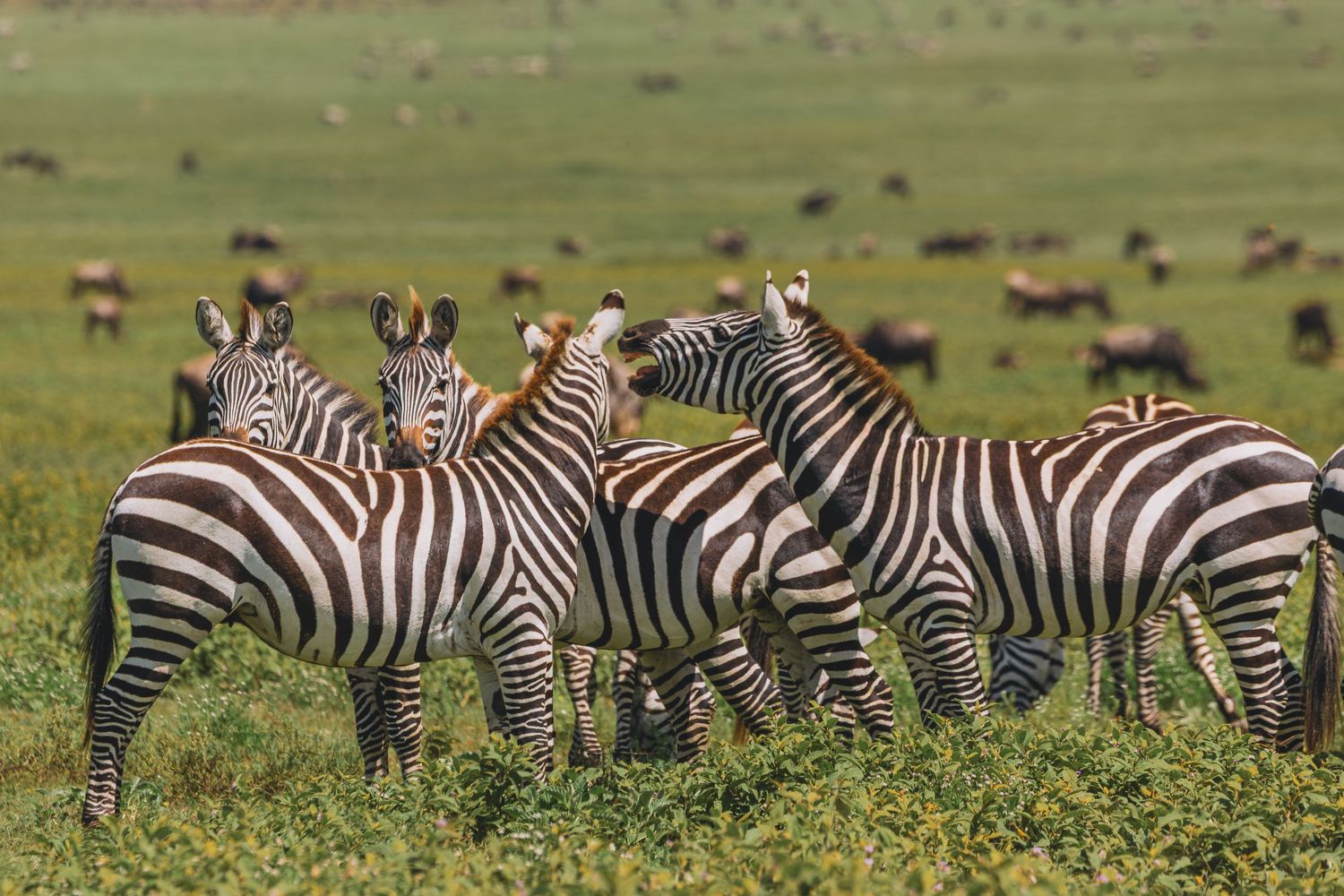zebras