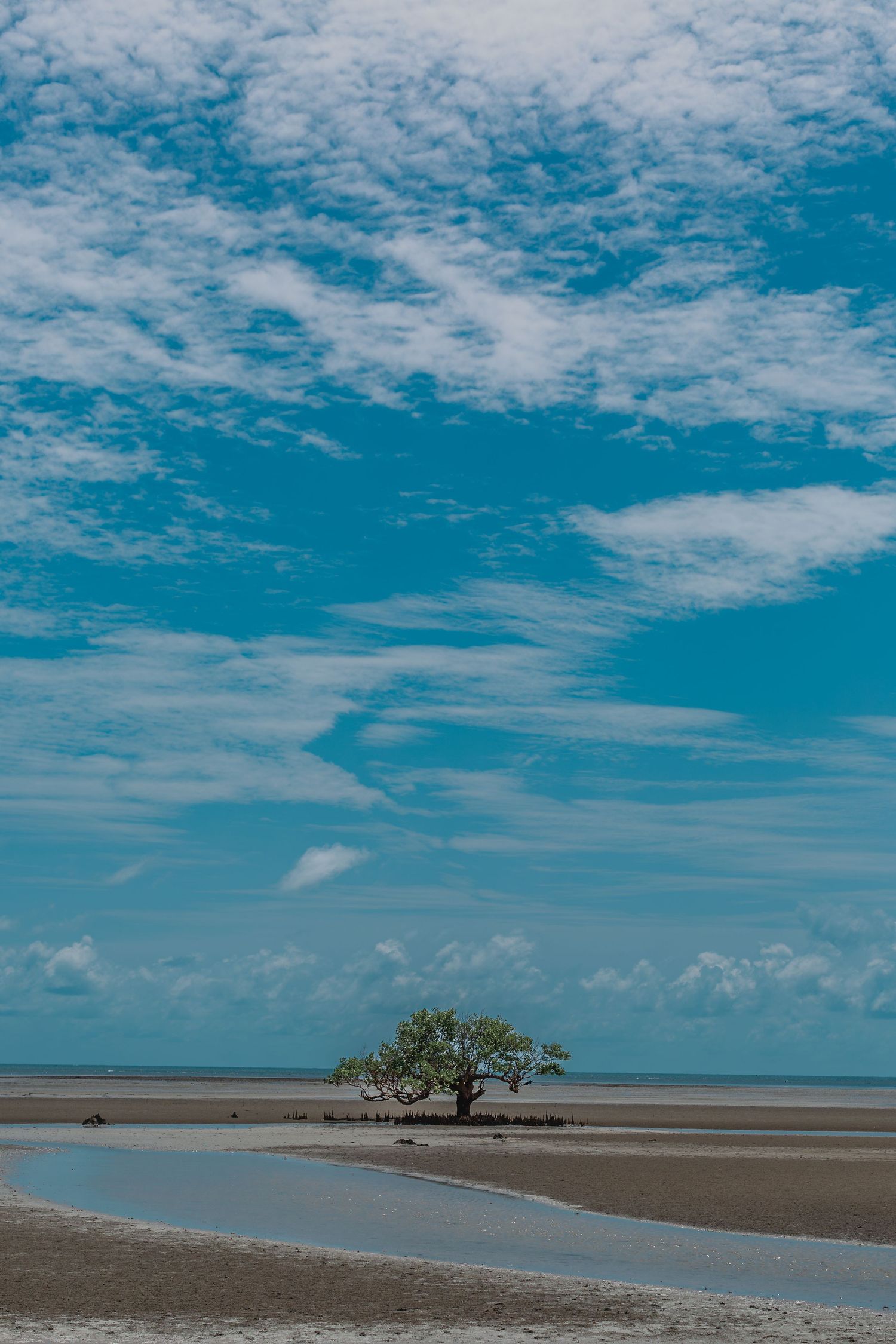 lone tree