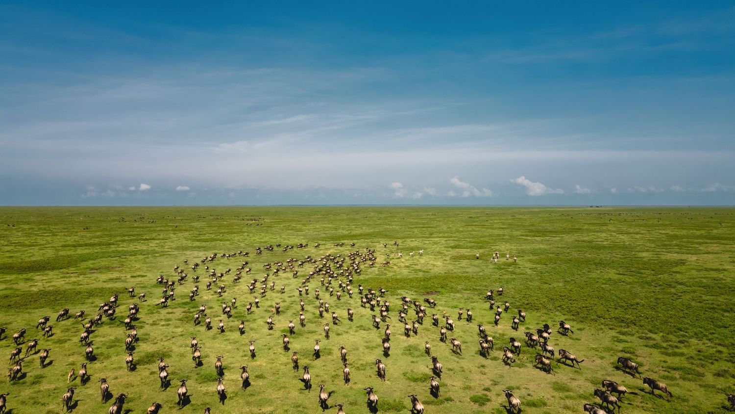 wildebeests migration