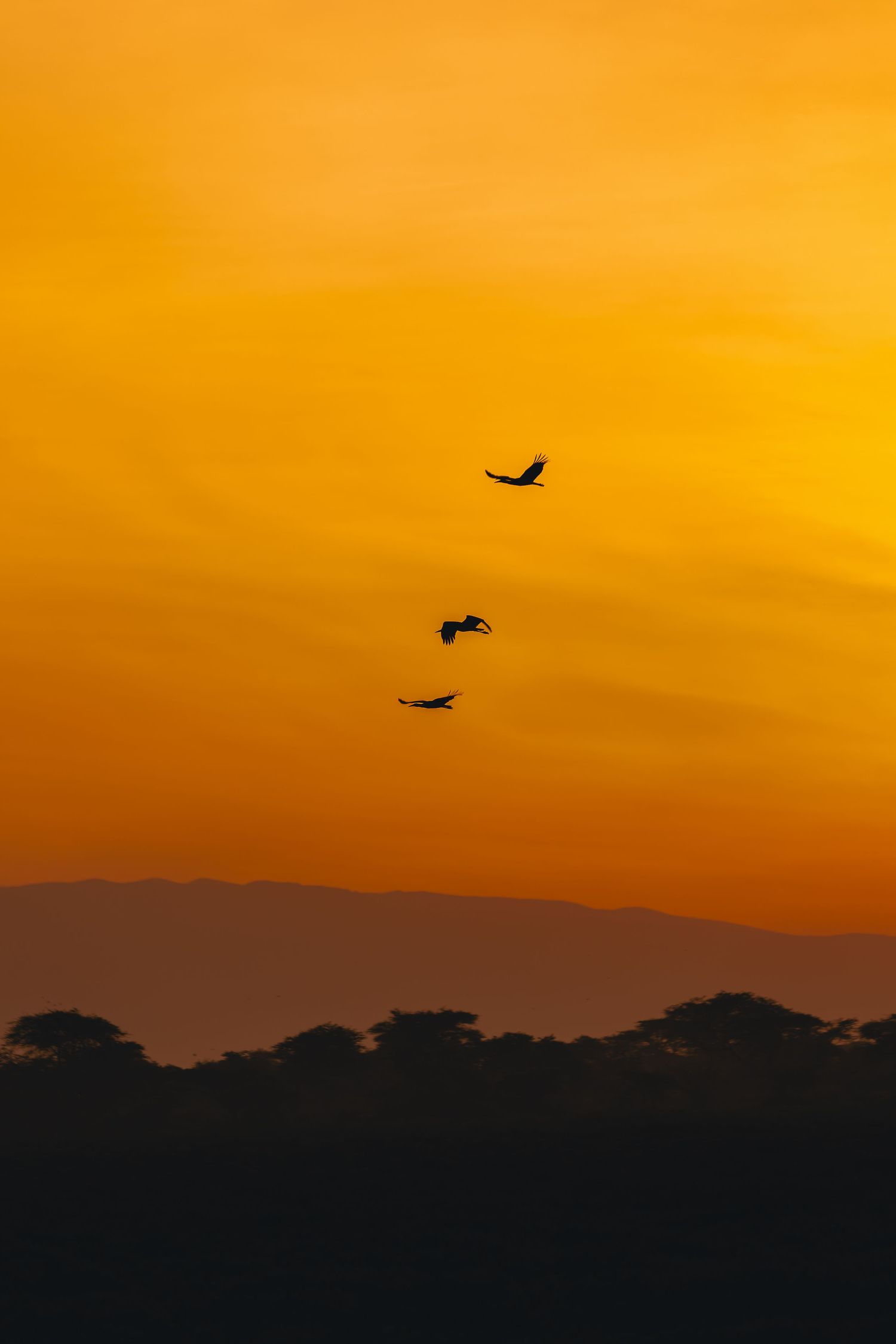 silhouette