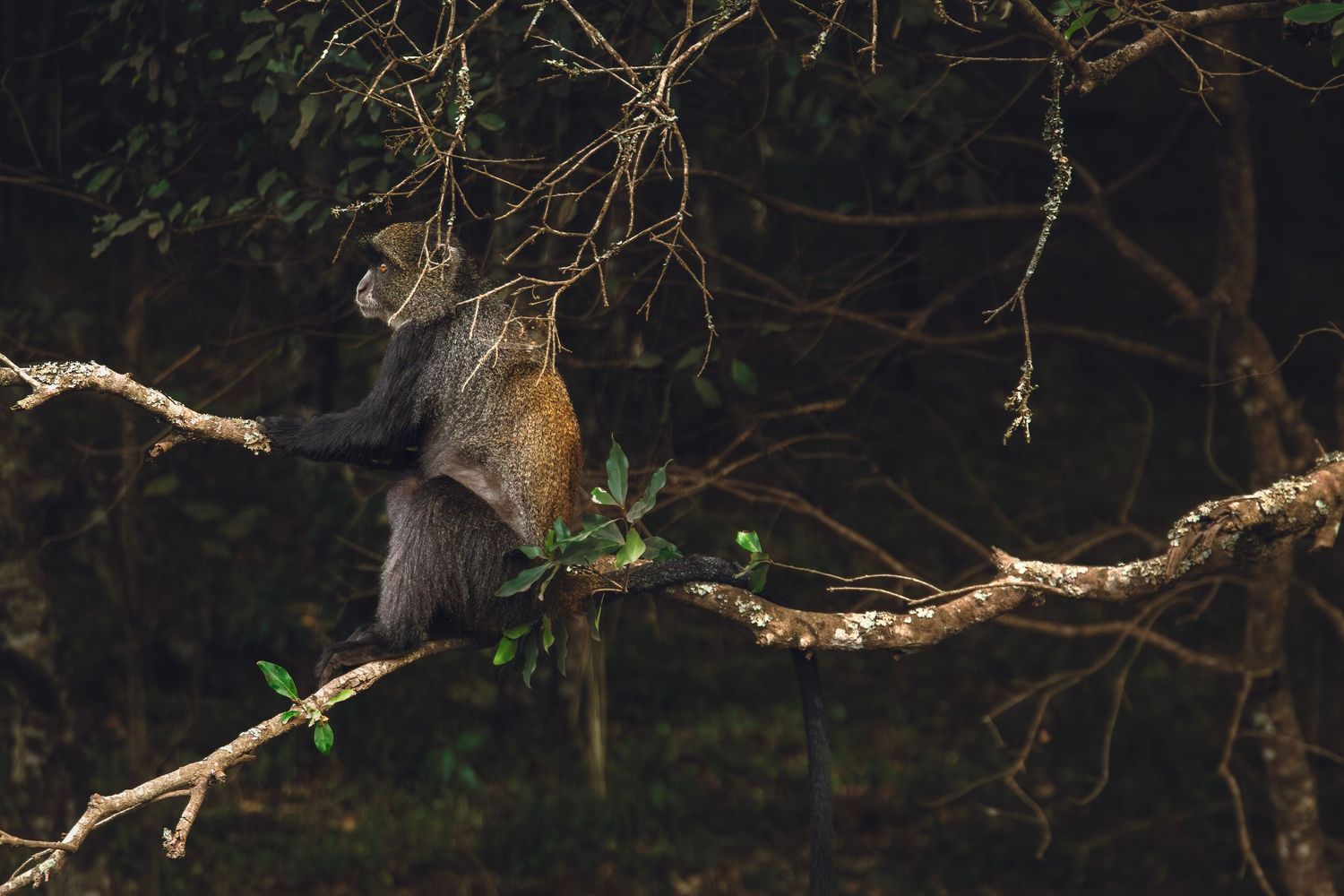 blue monkey Arusha national park