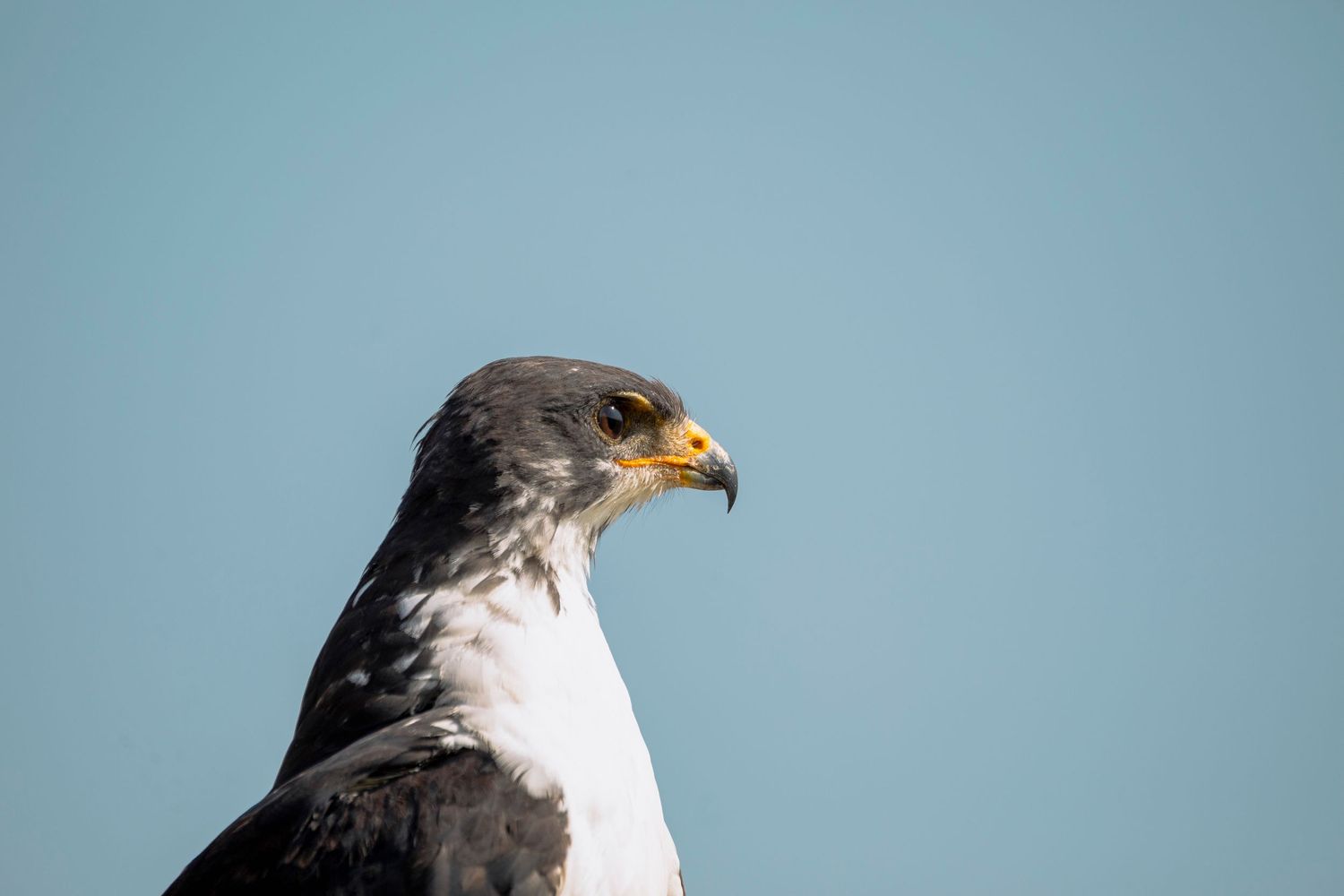 eagle