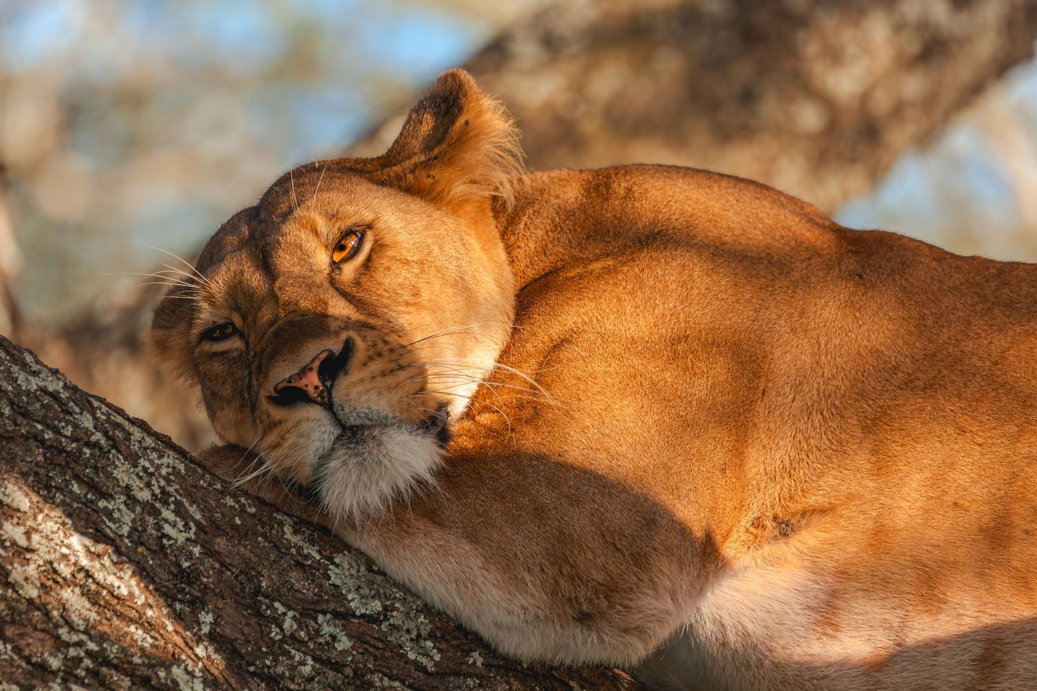 lion