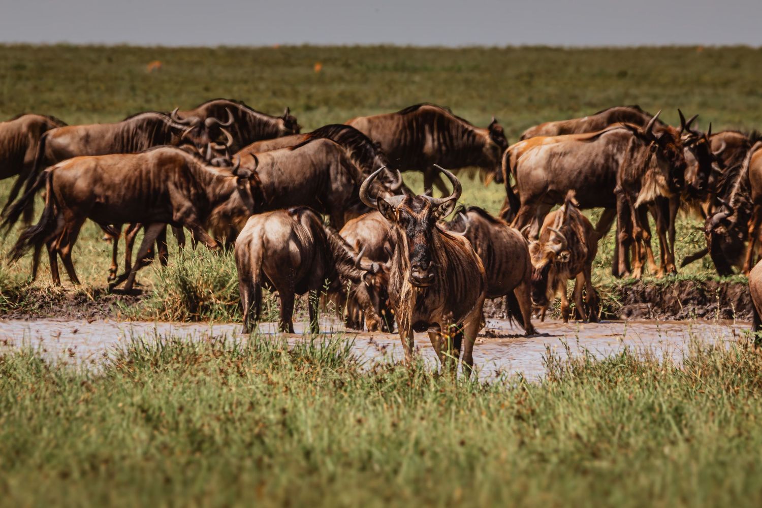 wildebeasts