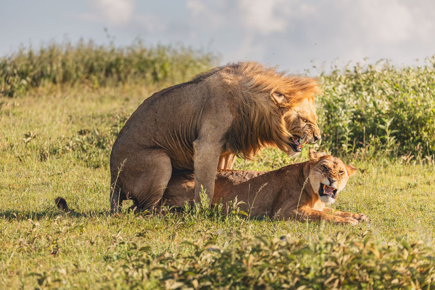 lion mating