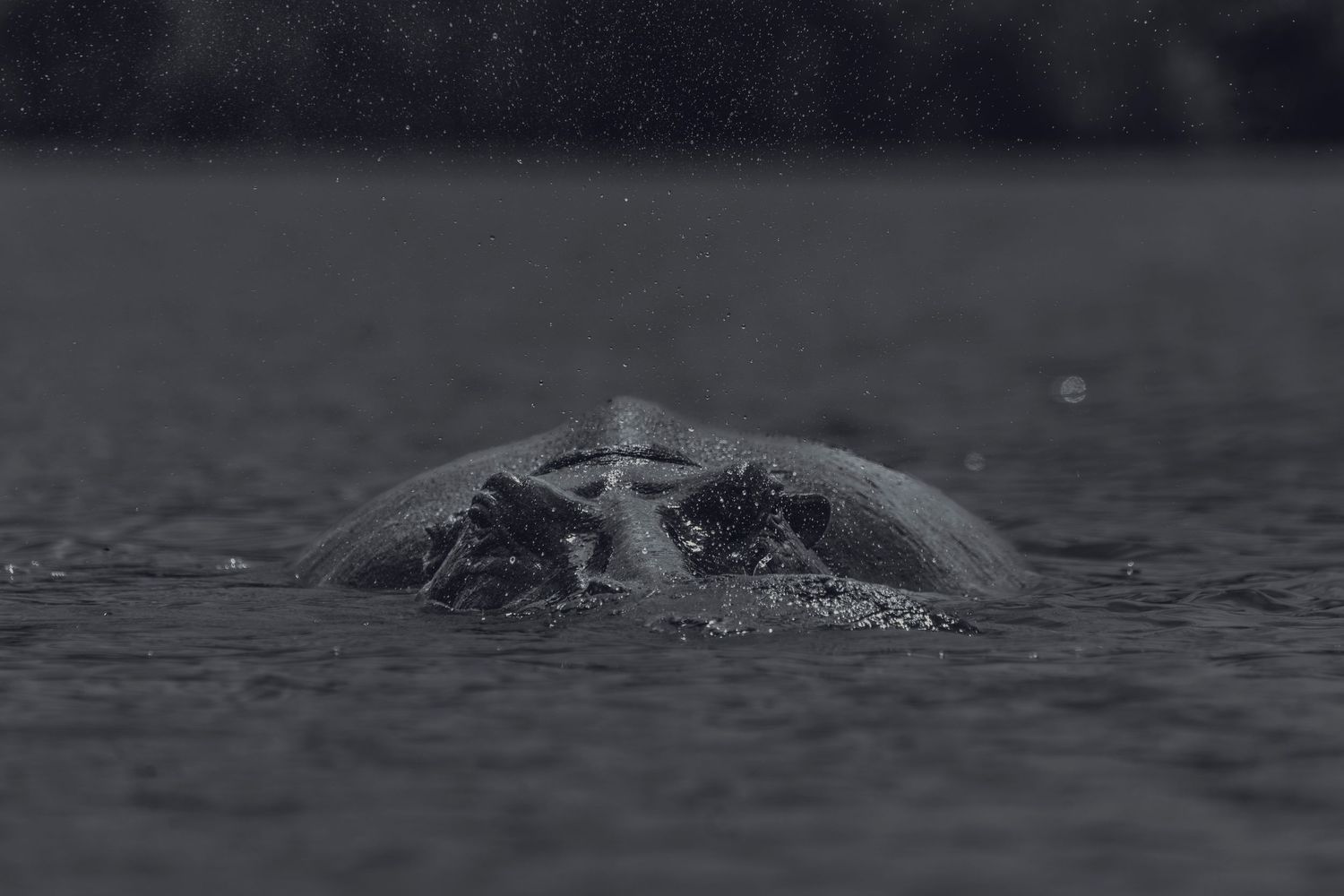 hippo