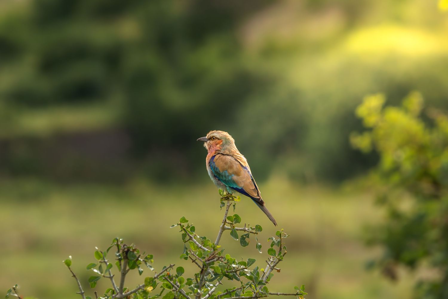 lilac breasted roller