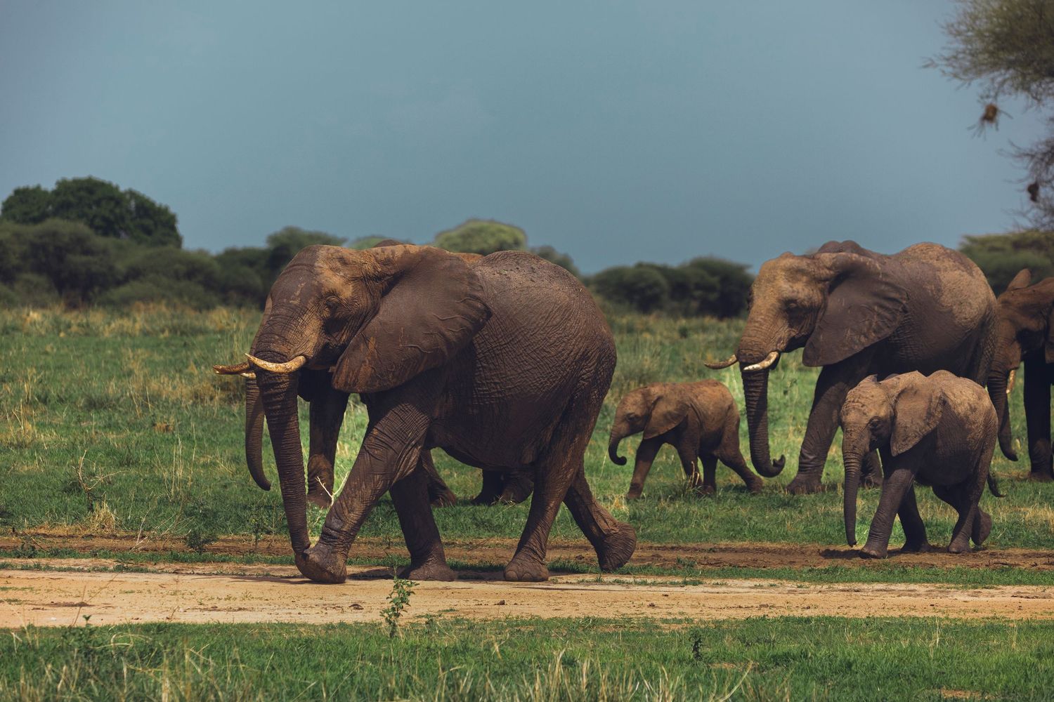 mighty elephants