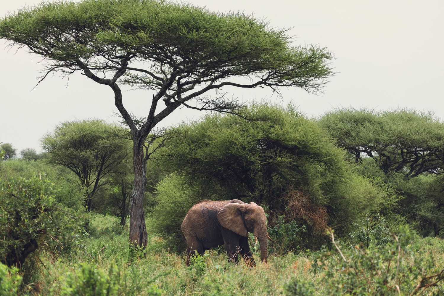 mighty elephant