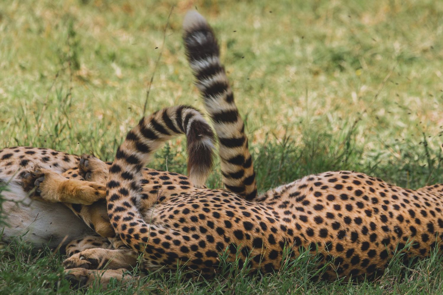cheetahs