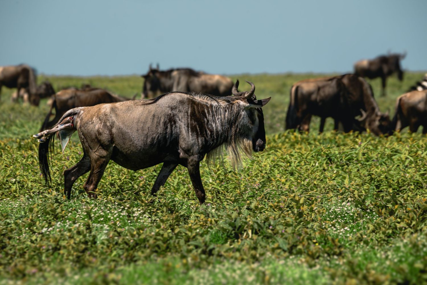 wildebeests
