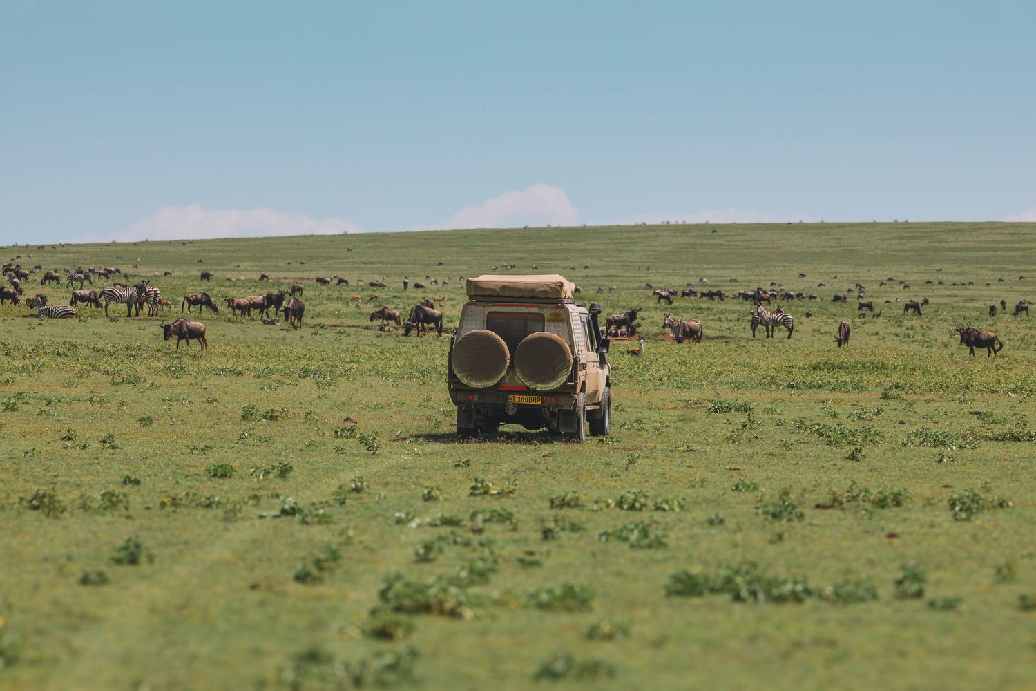 serengeti cruising
