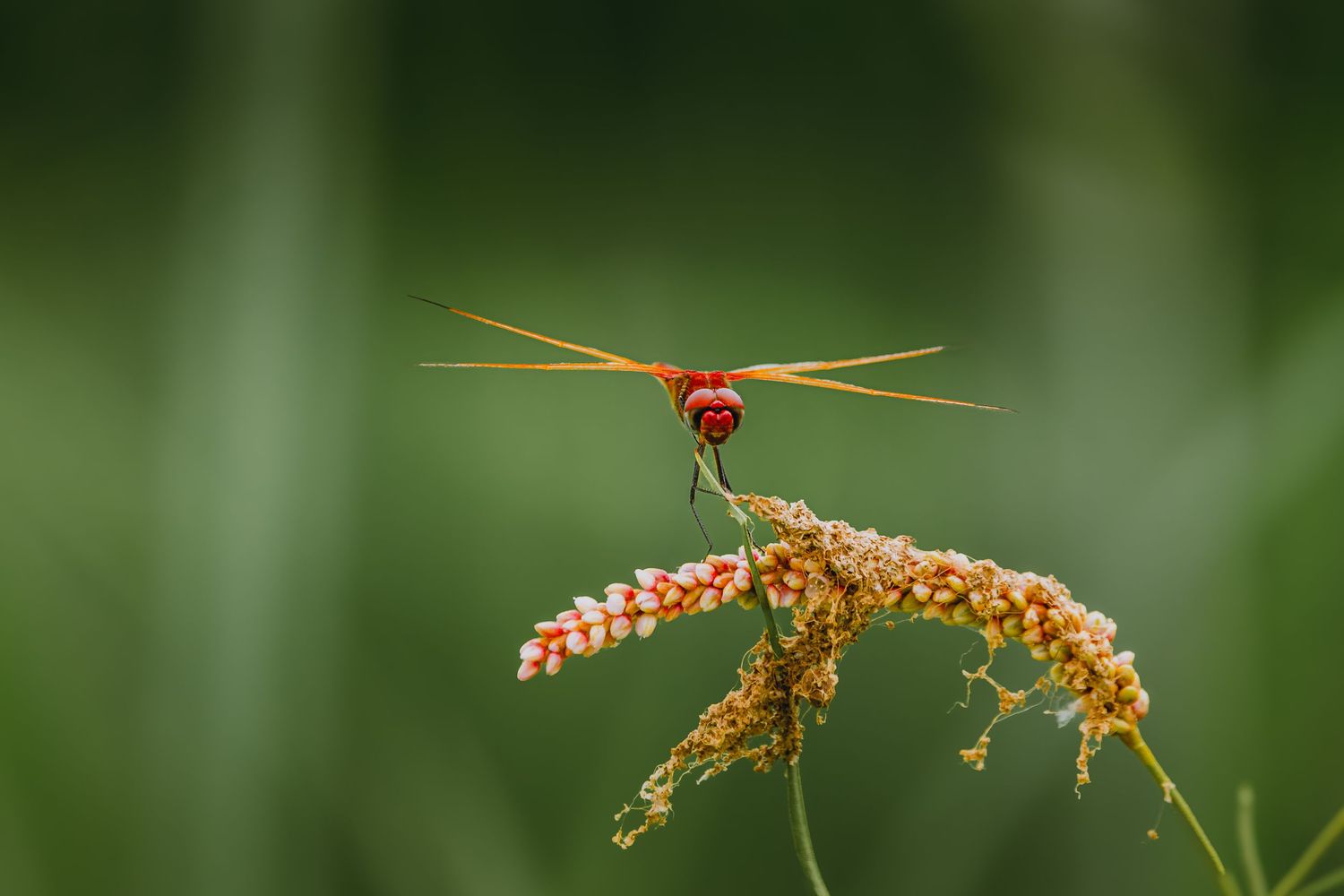 dragon fly