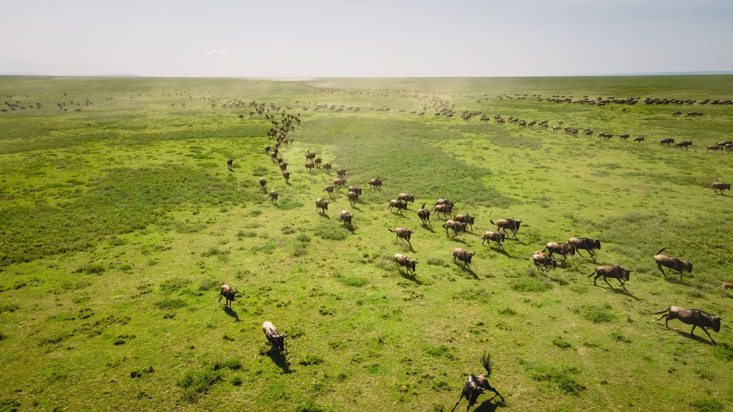 wildebeests migration