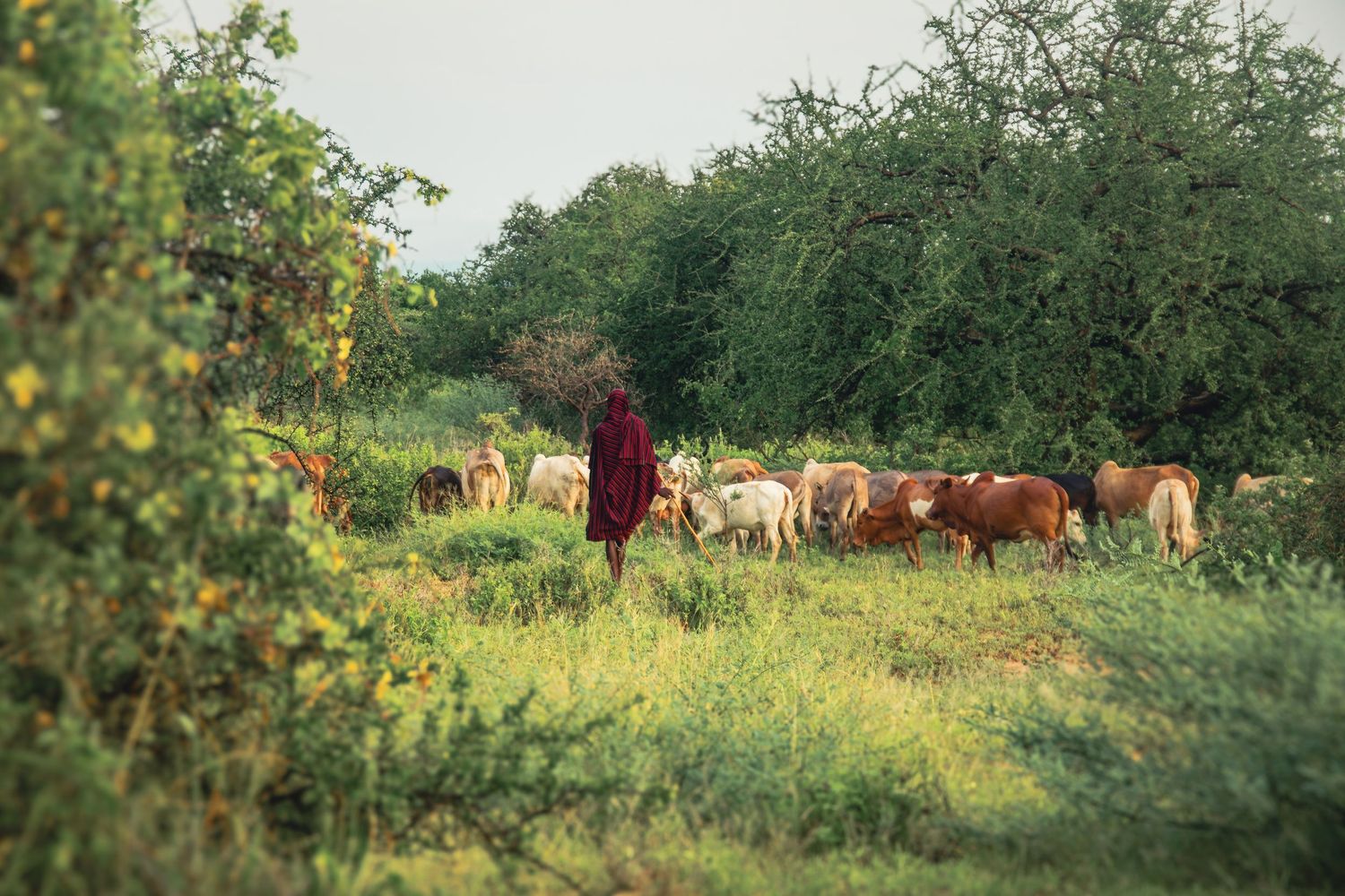 maasai grazing