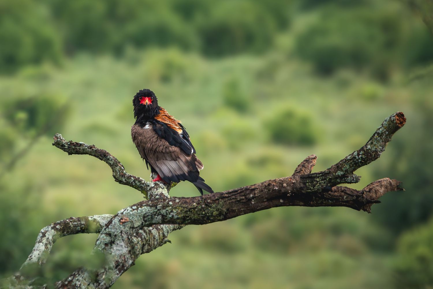 Bateleur Eagle