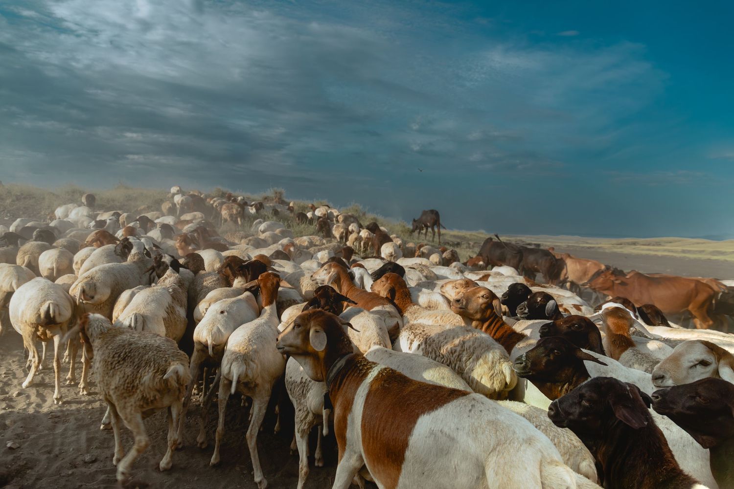 maasai goats and sheeps