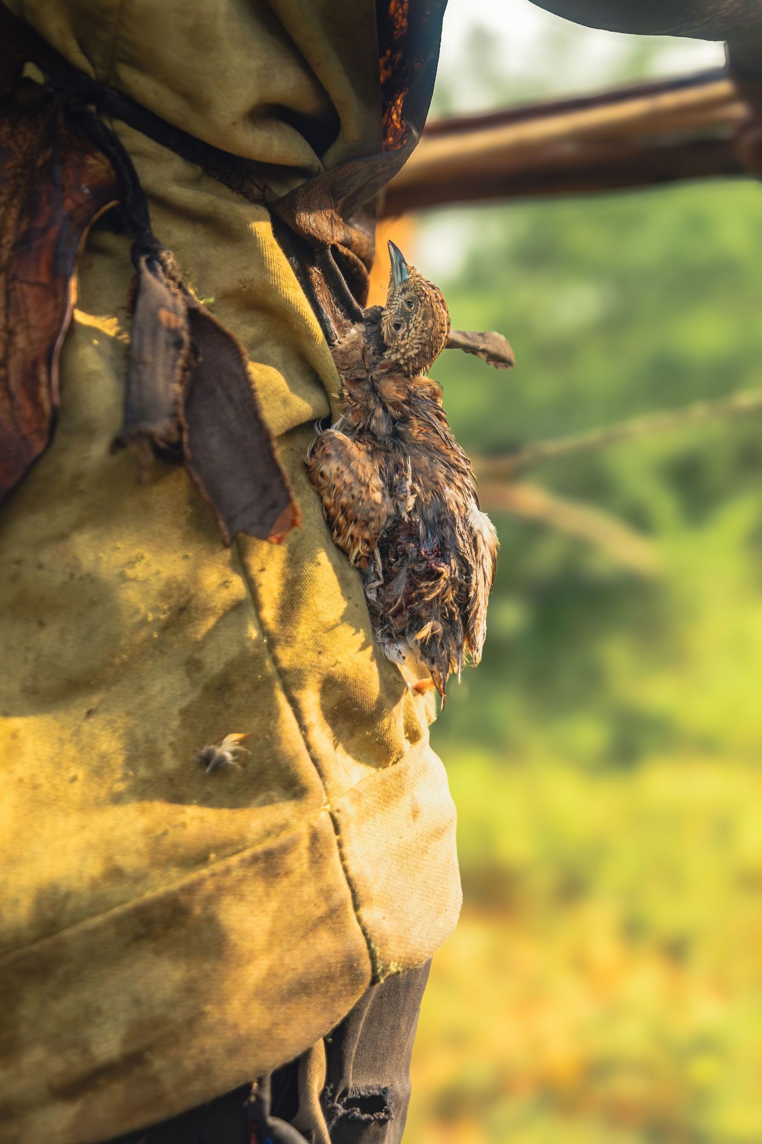 hadzabe hunting