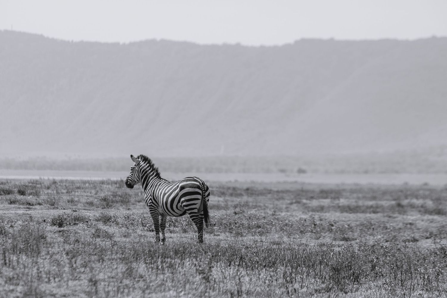 zebra