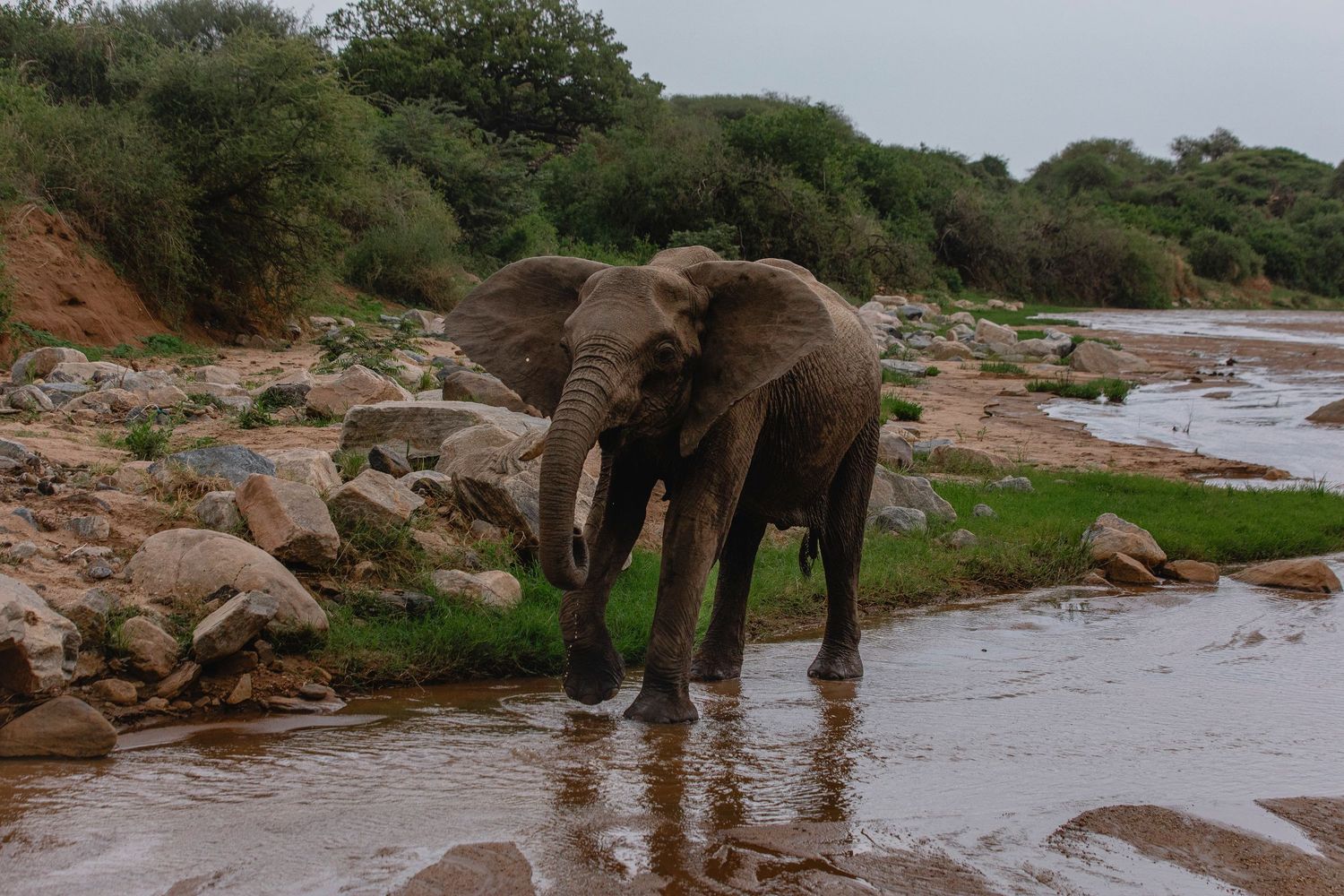 mighty elephant