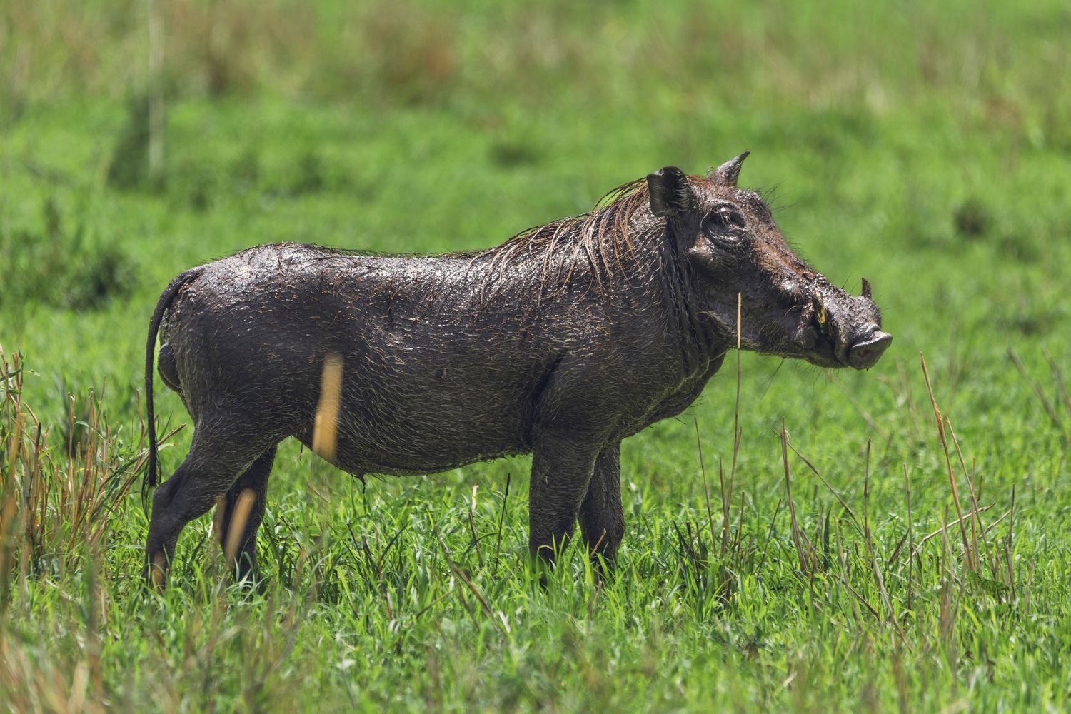 pumba warthog