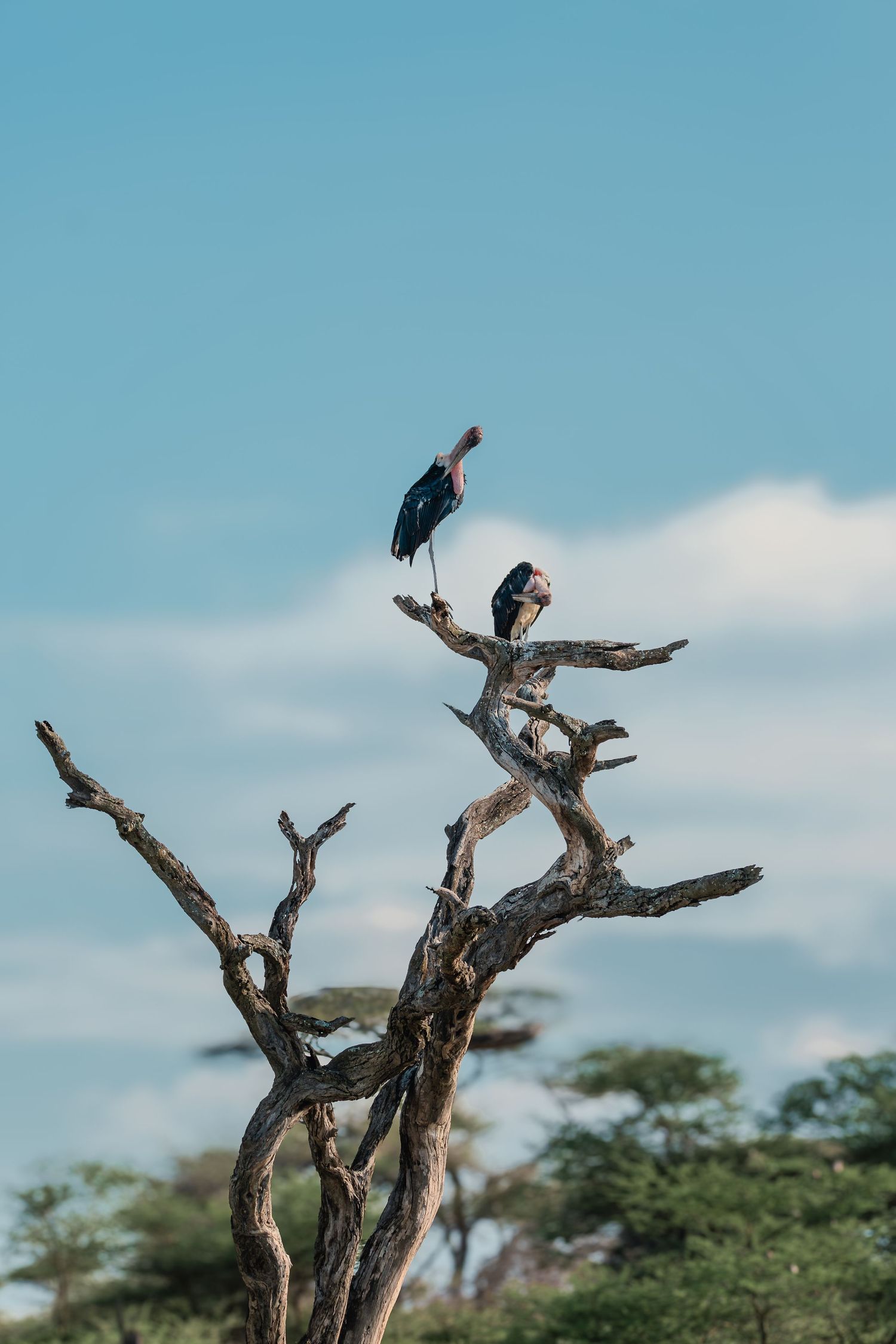birds