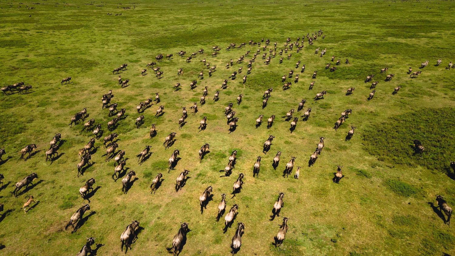 wildebeests migration