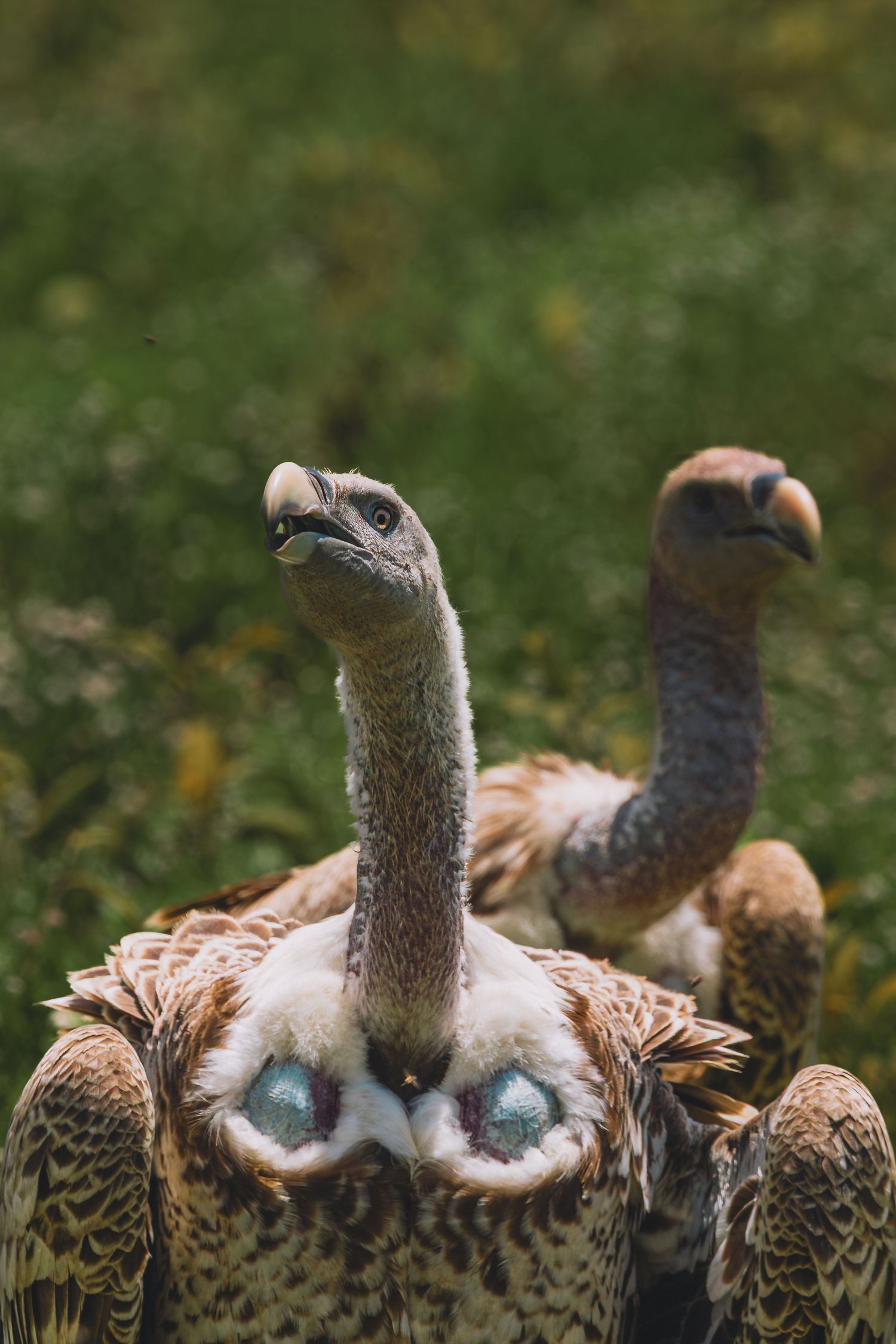vultures