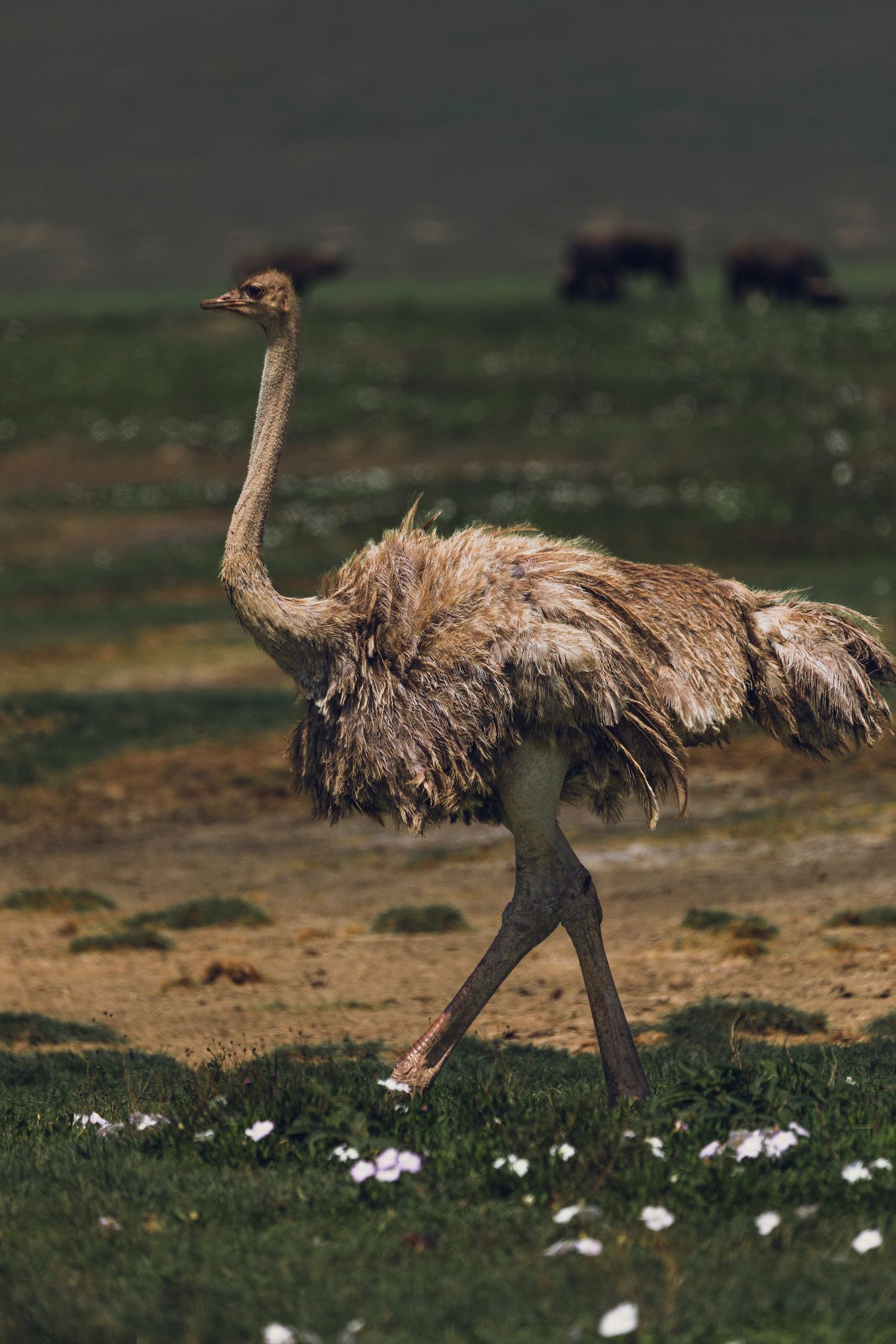 flamingo