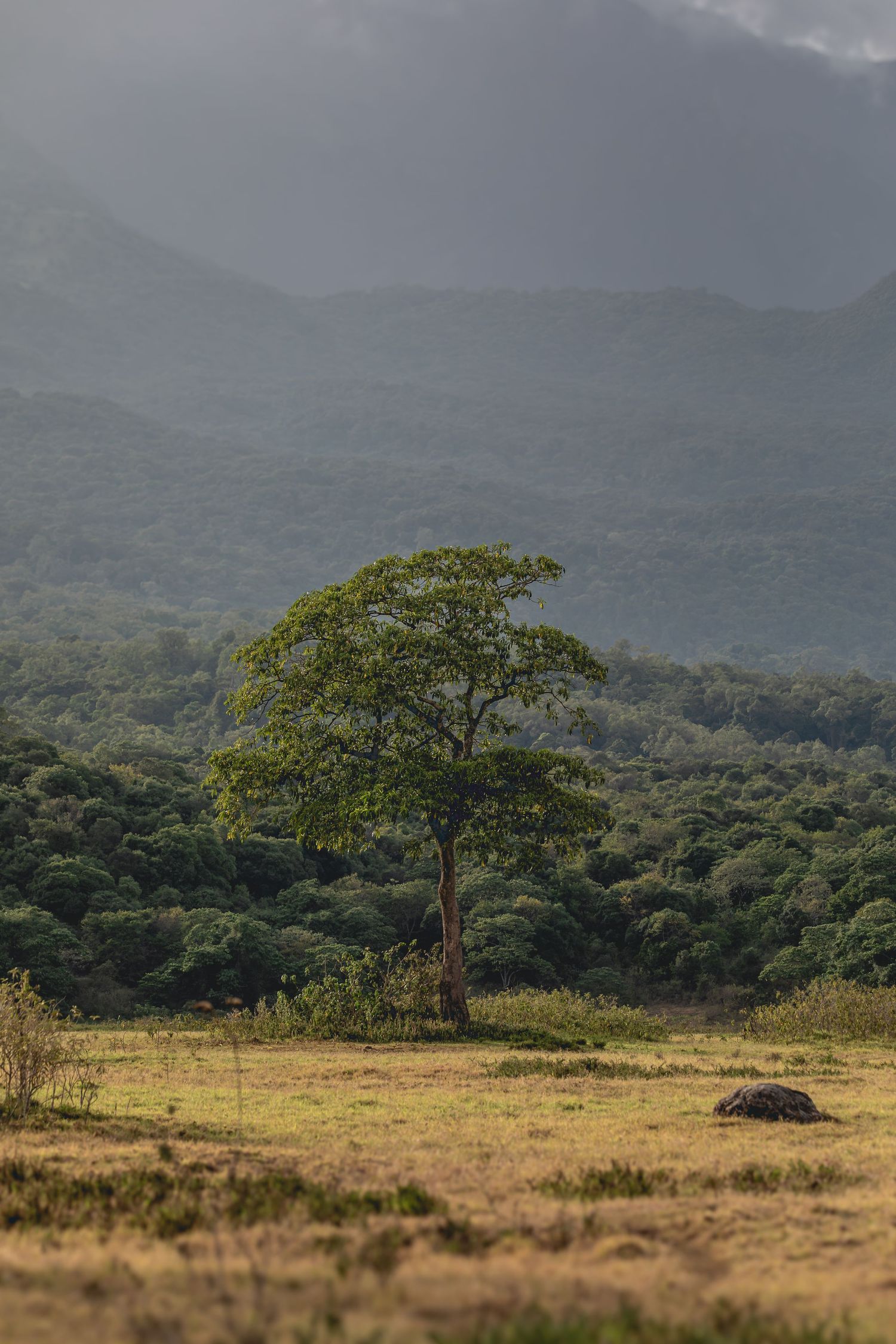 Isolated tree