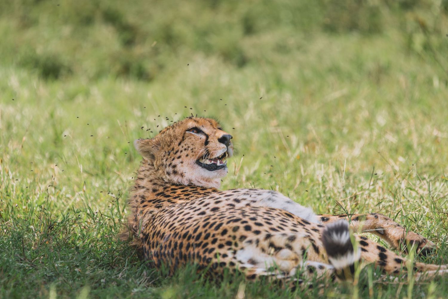 cheetah