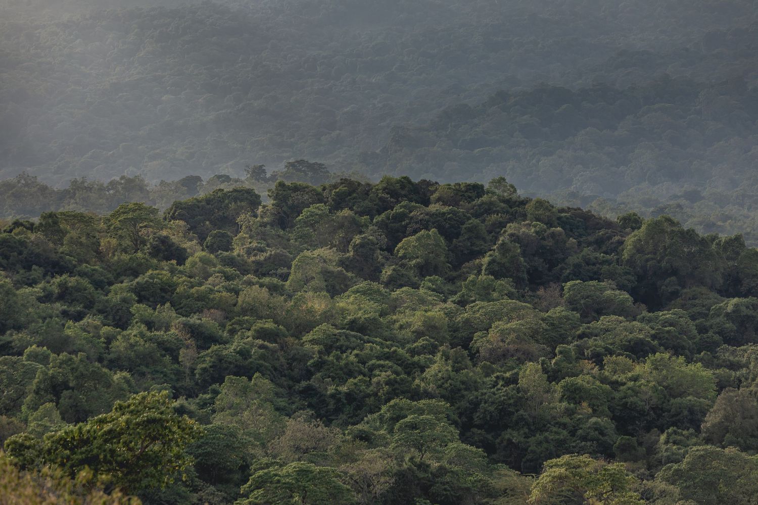 Forest
