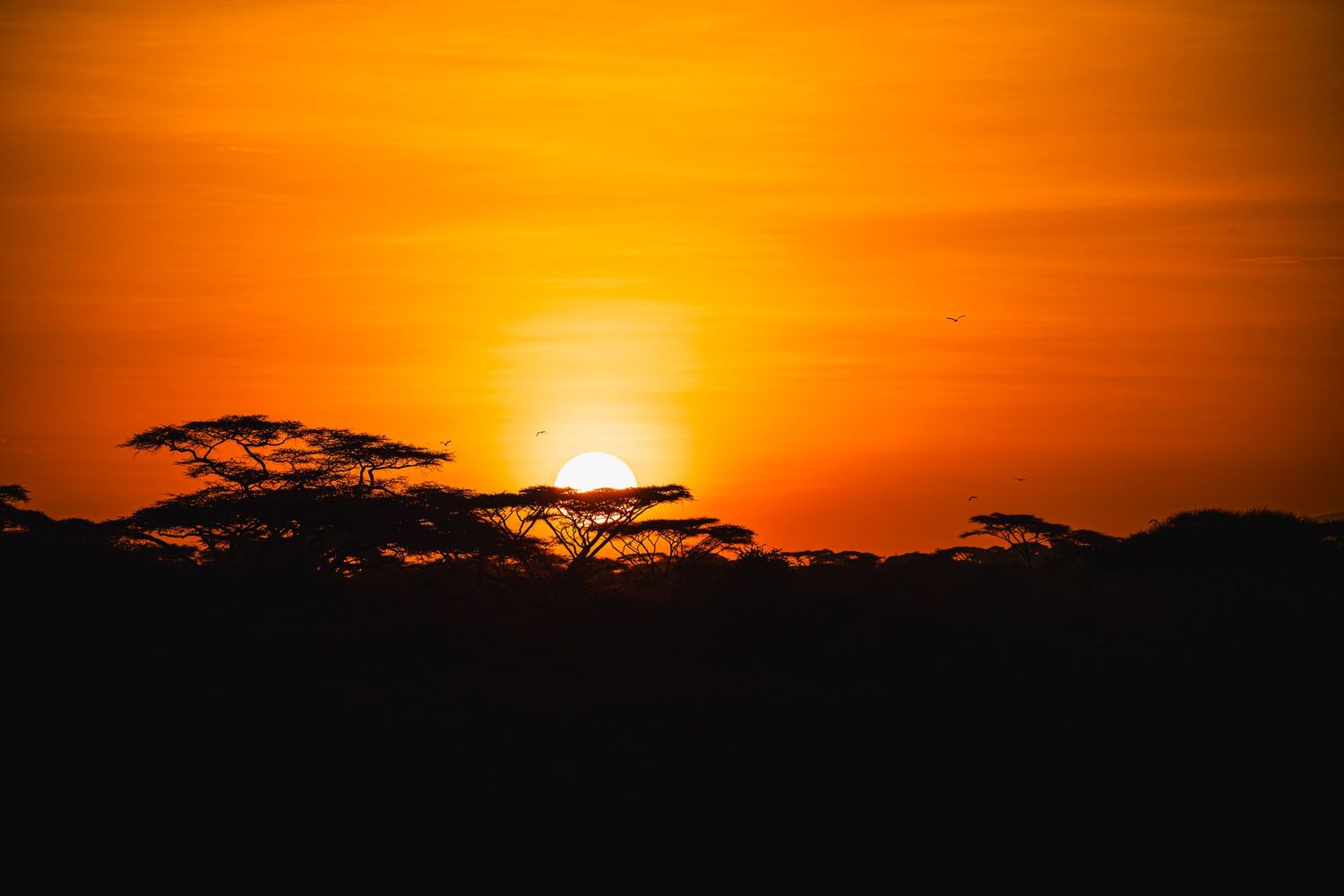 sunrise in the serengeti