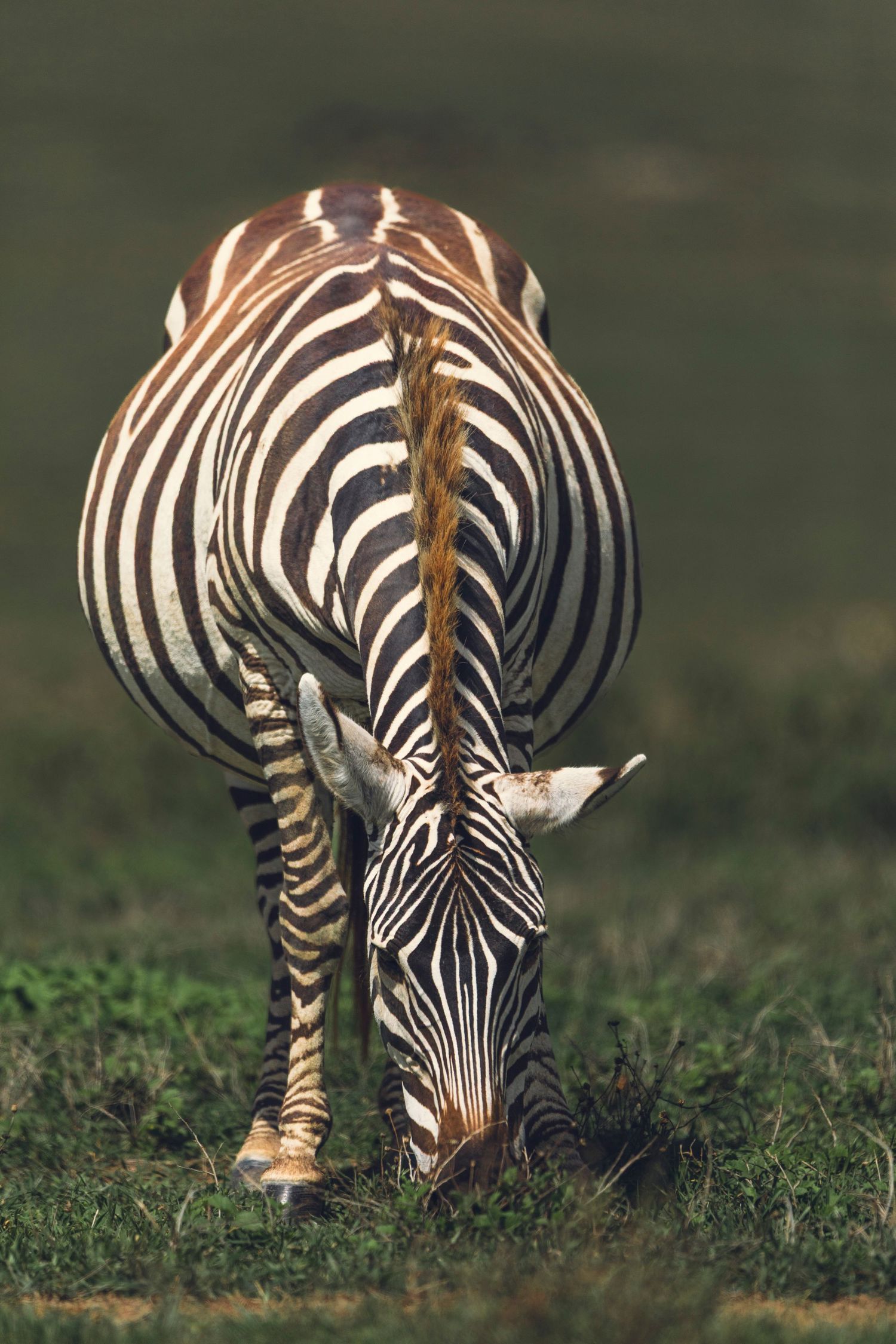 Ngorongoro zebra