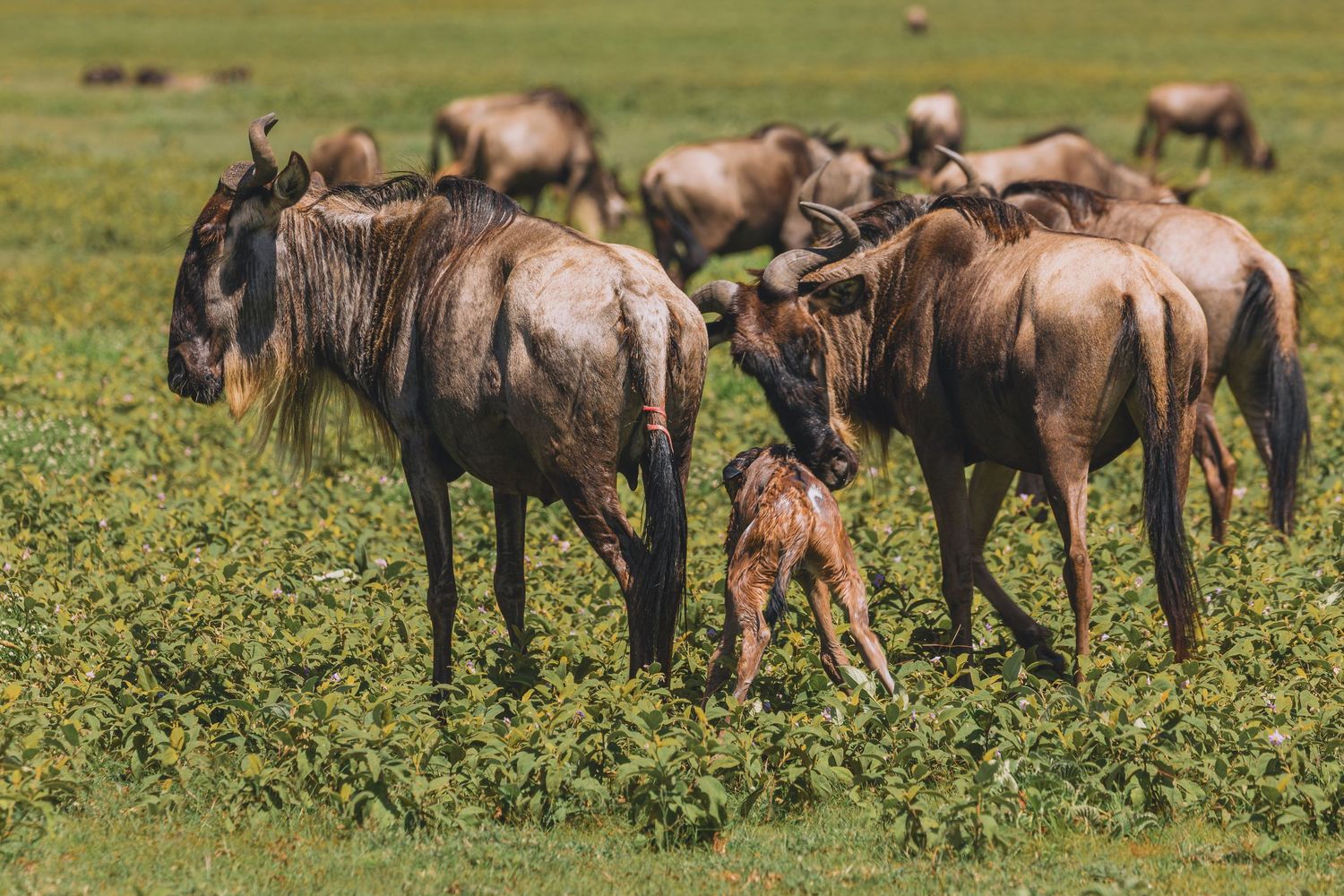 wildebeests
