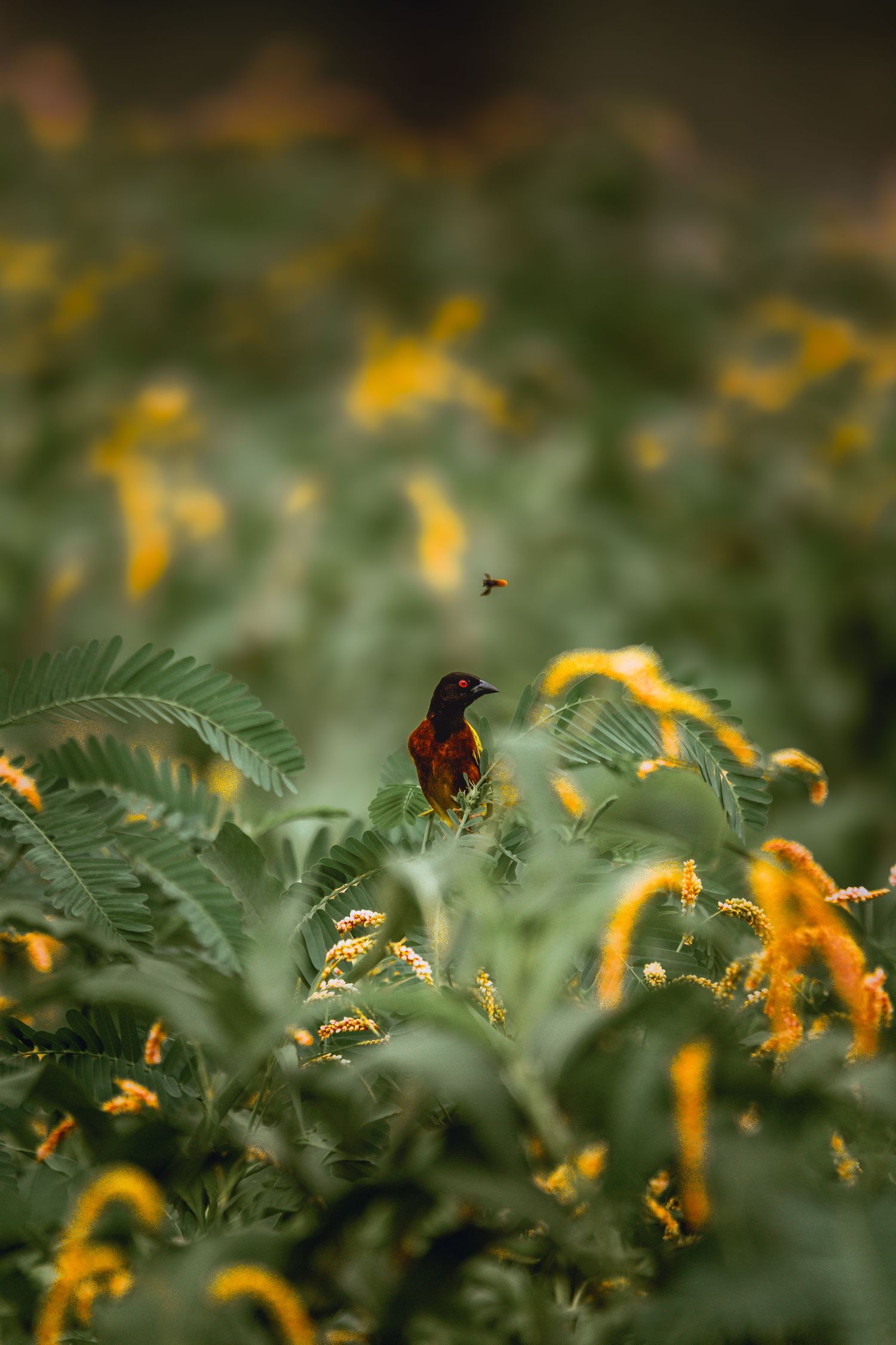 weaver