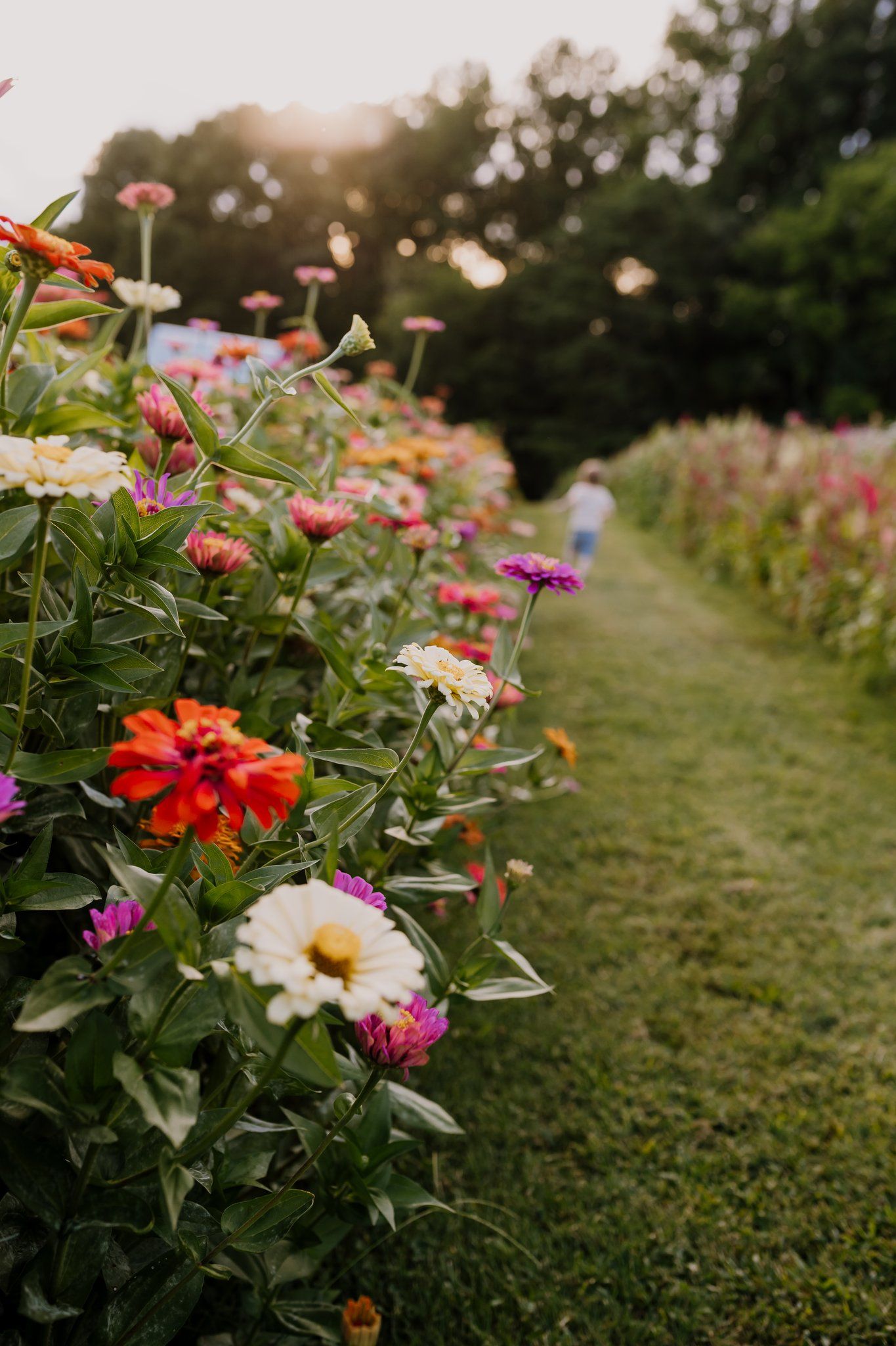 rustic gate farm in friendsville flower field