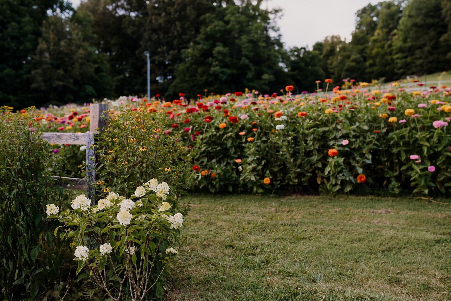 rustic gate farm in friendsville flower field